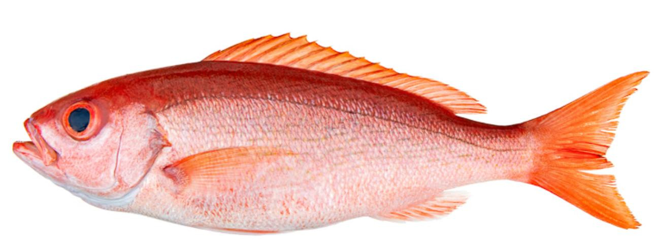 Red Snapper