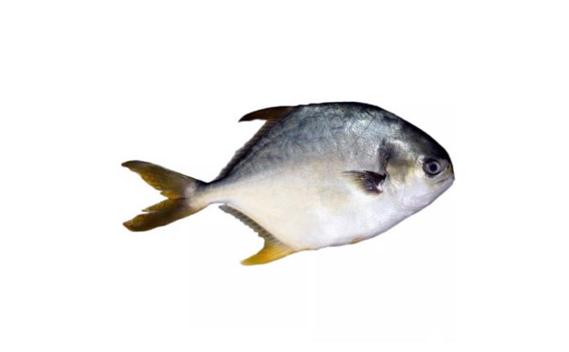Frozen Pompano Fish